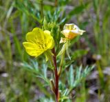 Oenothera rubricaulis. Соцветие с бутонами, цветками и завязавшимися плодами. Юг Красноярского края, окрестности г. Минусинск. Июль 2009 г.