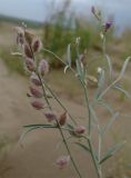 Astragalus karakugensis