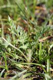 Erodium cicutarium