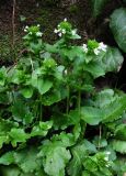 Arabis nordmanniana