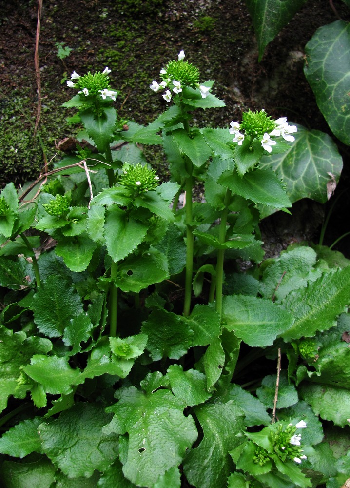 Изображение особи Arabis nordmanniana.