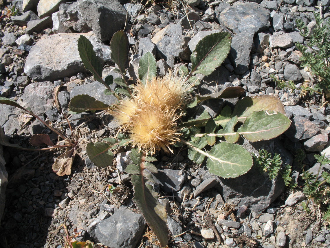 Изображение особи Klasea lyratifolia.