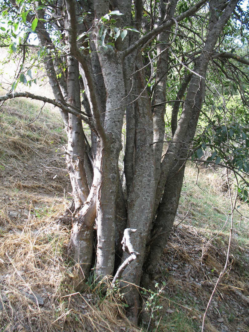 Изображение особи Celtis caucasica.