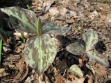 Trillium cuneatum