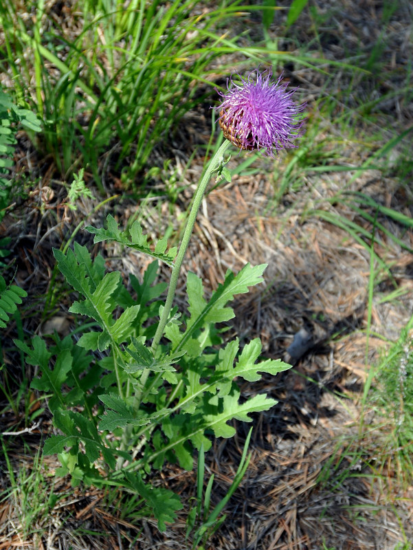 Изображение особи Stemmacantha uniflora.