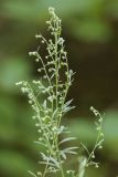 Artemisia absinthium