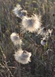 Cirsium setosum