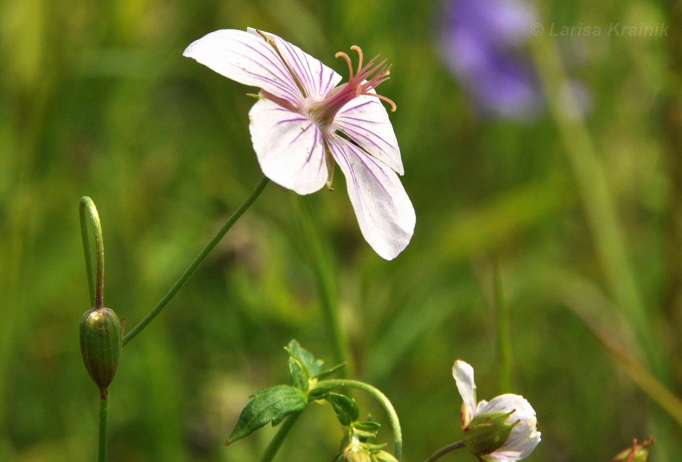 Изображение особи Geranium dahuricum.