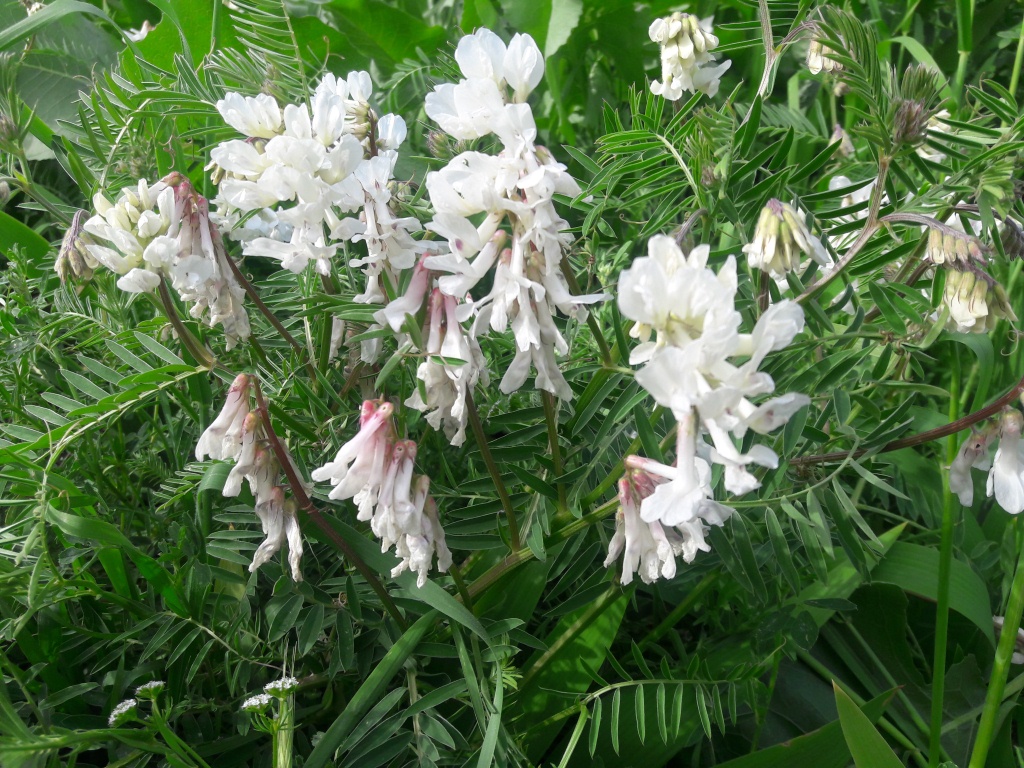 Изображение особи Vicia nissoliana.