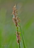 Carex hirta