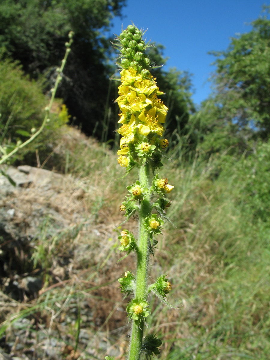 Изображение особи Agrimonia asiatica.