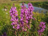 Lythrum salicaria