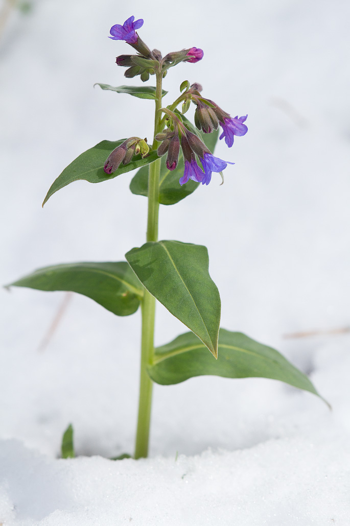 Изображение особи Pulmonaria mollis.