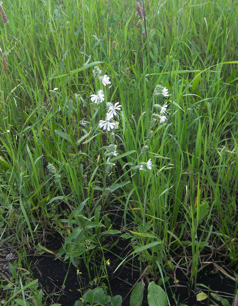 Изображение особи Silene dichotoma.