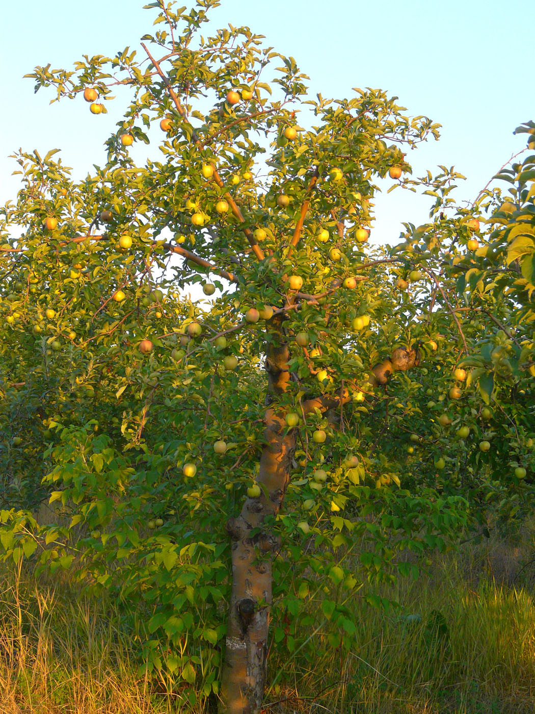 Изображение особи Malus domestica.