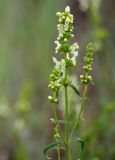 род Stachys