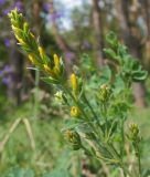 Genista tinctoria