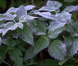 Urtica dioica