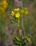 Potentilla longifolia. Верхушка побега с соцветием. Хакасия, Ширинский р-н, берег оз. Малое Белё, степь. 12.07.2018.