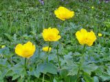 Trollius riederianus