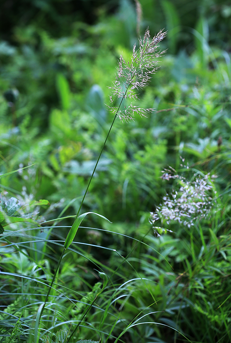 Изображение особи Trisetum umbratile.