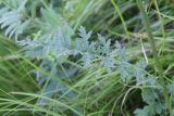 Artemisia tanacetifolia