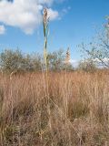 Phragmites australis