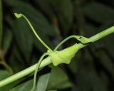 Aristolochia gigantea