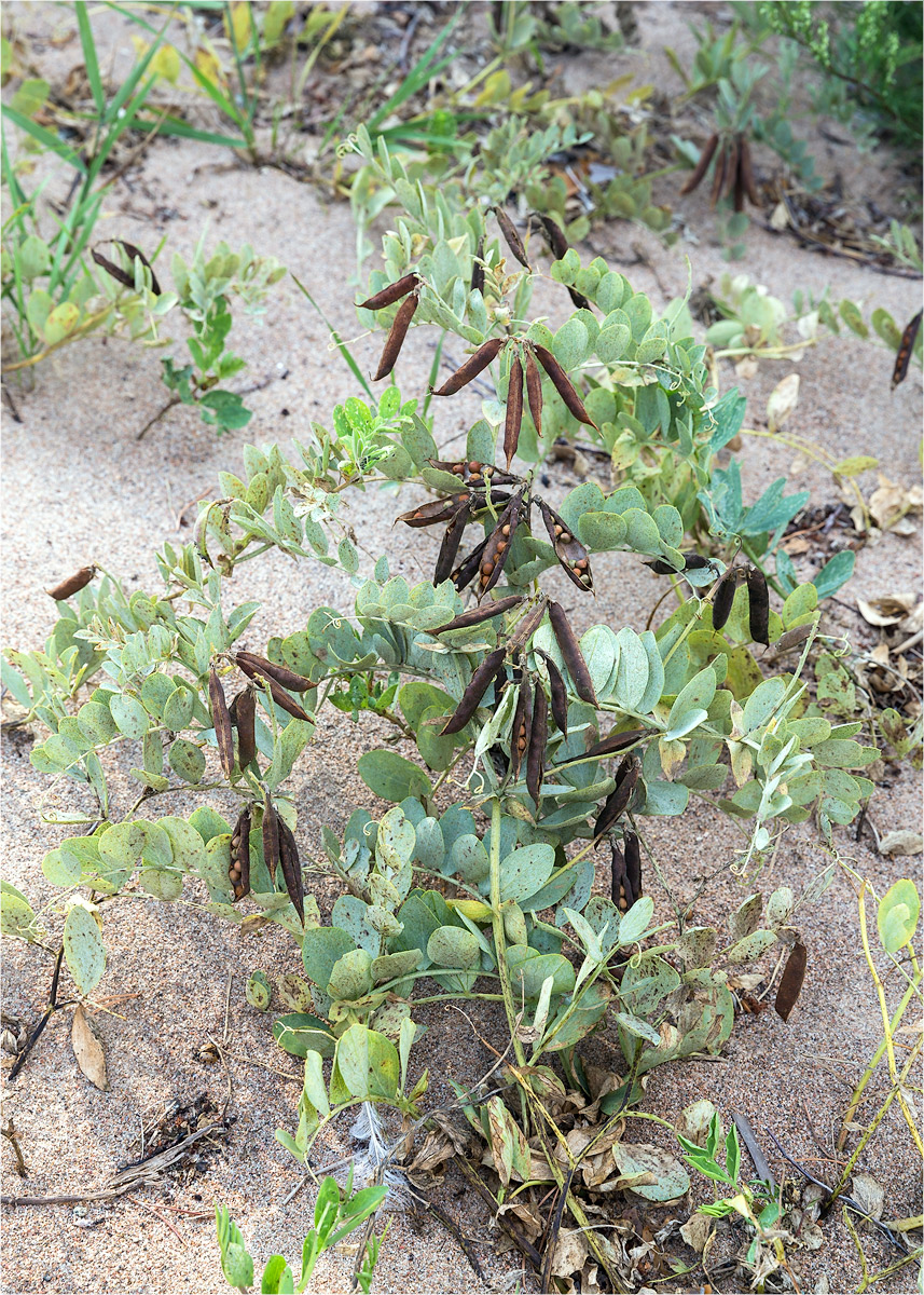 Изображение особи Lathyrus japonicus ssp. maritimus.