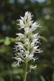 Orchis simia. Соцветие. Крым, Байдарская долина, окр. с. Орлиное, гора Пска-Баир. 14.05.2022.