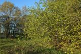 Corylus avellana