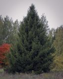 Picea × fennica