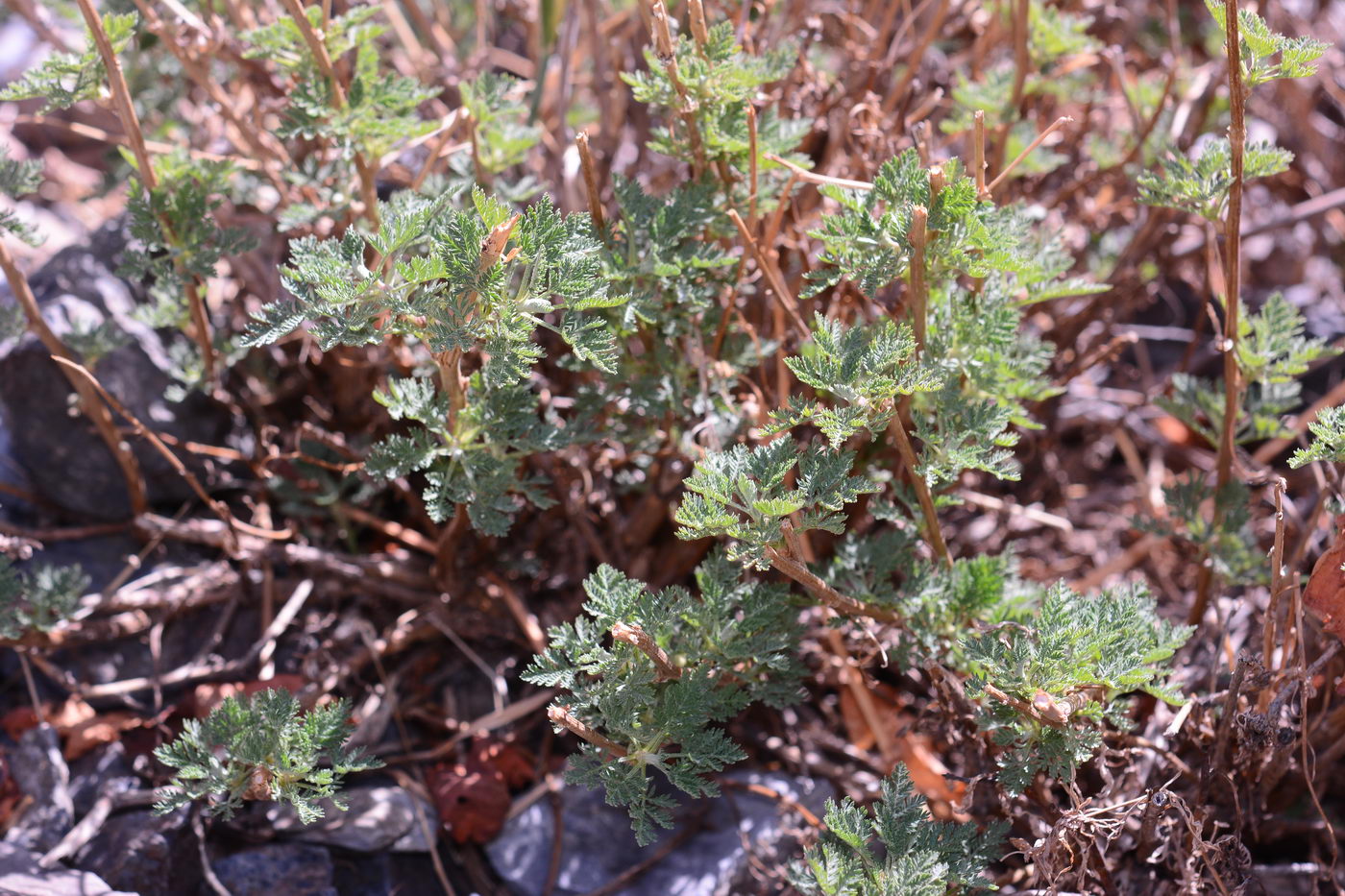 Изображение особи Artemisia stechmanniana.