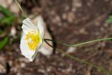 Papaver nudicaule подвид gracile. Цветок. Республика Саха (Якутия), Хангаласский улус, левый берег р. Сиинэ (Синяя), луговина у основания скального выхода. 27.07.2023.