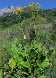 Inula macrophylla