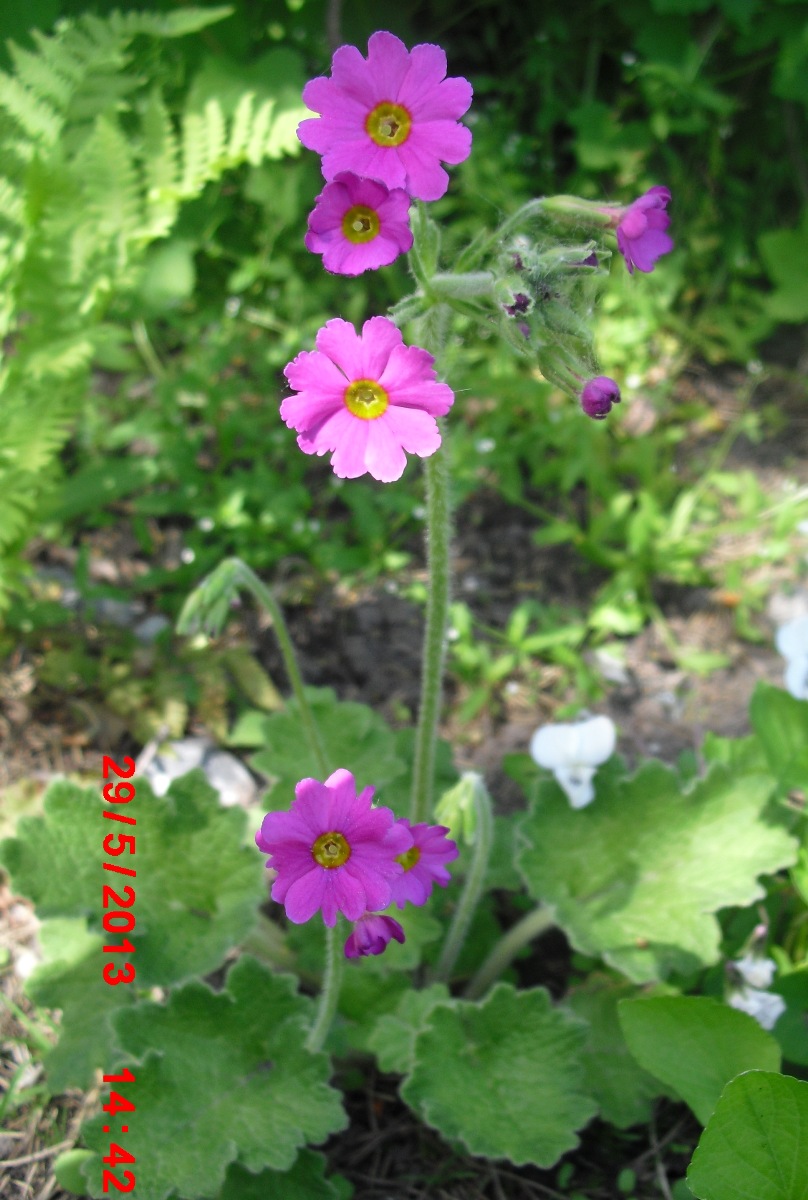 Изображение особи Primula polyneura.