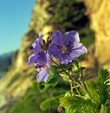 Geranium erianthum. Соцветие. Южные Курилы, о. Кунашир, побережье Охотского моря, окр. оз. Михайловское. 02.06.2006.