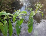 Senecio sarracenicus. Верхушка плодоносящего растения. Московская обл., Серпуховской р-н, Приокско-Террасный биосферный заповедник, р.Тадинка. 07.10.2009.