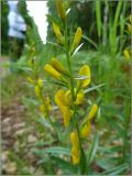 Genista tinctoria. Часть соцветия. Марий-Эл, Звениговский р-н, ДНП \"Лесная поляна\". 24 июня 2011 г.