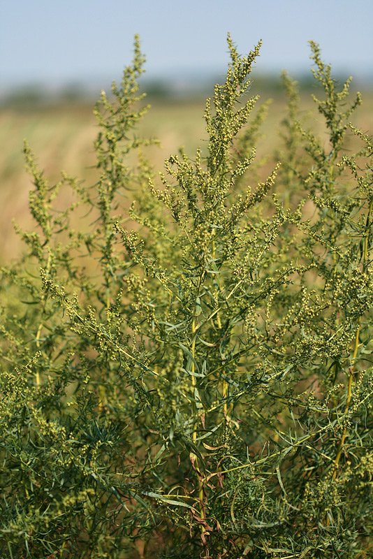 Изображение особи Artemisia dracunculus.