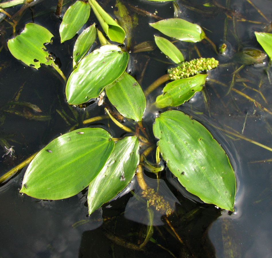 Image of Potamogeton gramineus specimen.