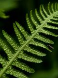 Lunathyrium pterorachis