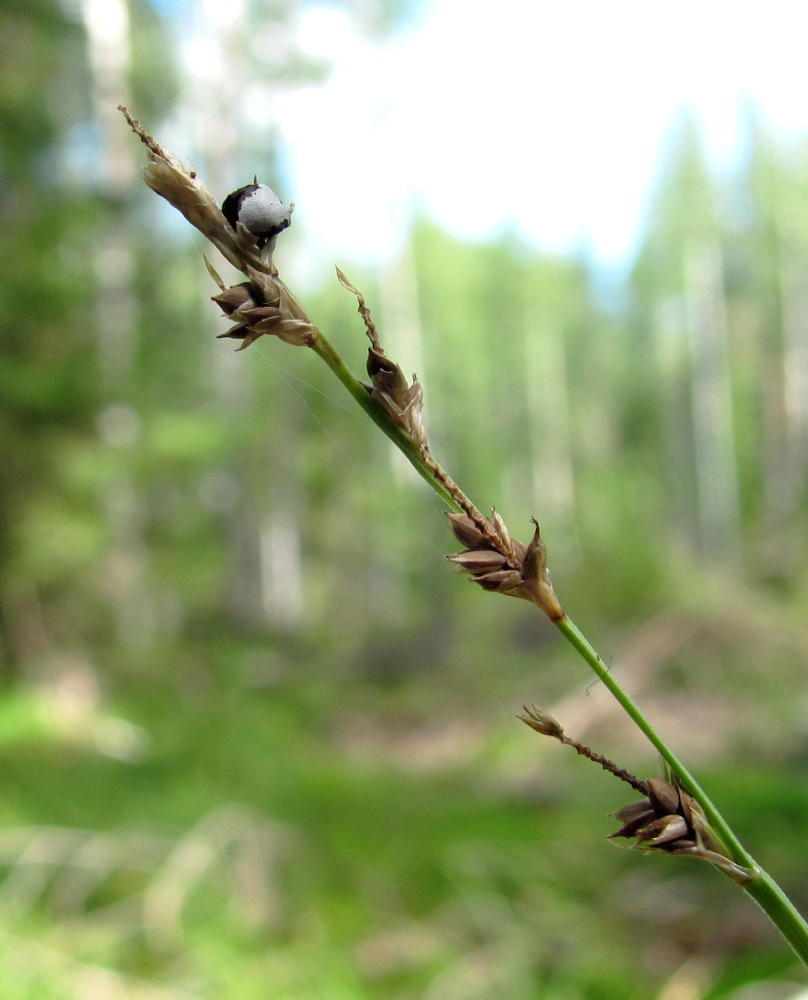 Изображение особи Carex brunnescens.