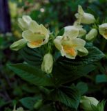 Weigela middendorffiana