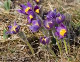 Pulsatilla patens