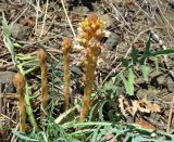 Orobanche grenieri