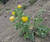 Glaucium flavum. Цветущее и плодоносящее растение. Крым, южный берег, заказник \"Канака\", берег моря. 2 июня 2013 г.