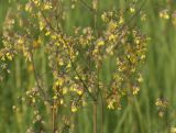 Thalictrum minus