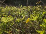 Potentilla reptans