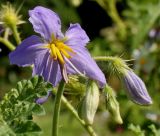 Solanum citrullifolium